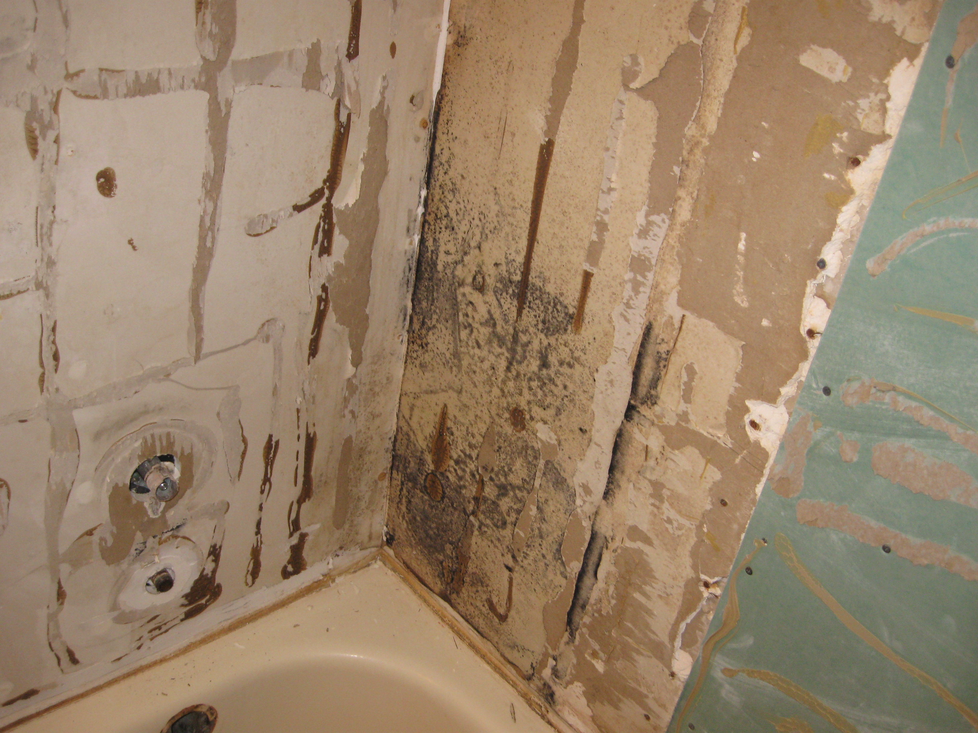 Get The 411 On Bathroom Mold